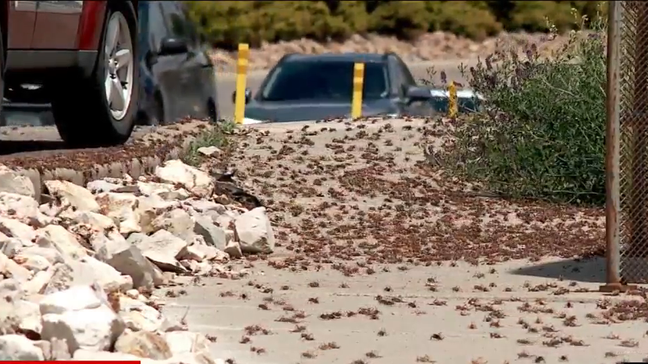 Mormon crickets cover the road, sidewalks and everything else in Elko, Nevada on Wednesday, June 14, 2023. (Video screenshot, Andrew Brown, KUTV Photojournalist)